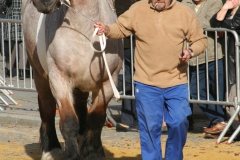 Boerepaard 2