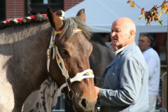 Boerepaard