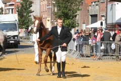 Renpaard 1