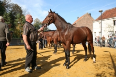 Renpaard 3