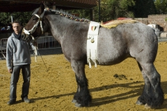 Boerepaard 1