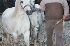 Pony achtebl