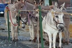 Ponys1