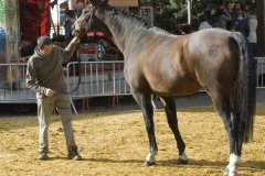 Renpaarden 2