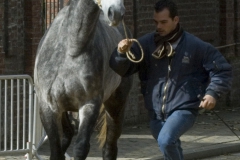 Renpaarden 3