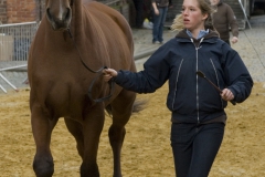 Renpaarden achterb.