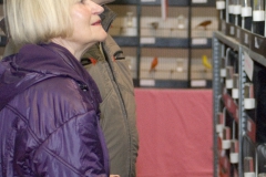 Vogels achtergrond