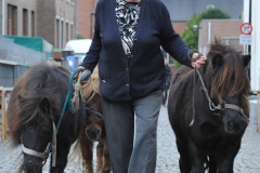 Boekje 2012 Pony 1