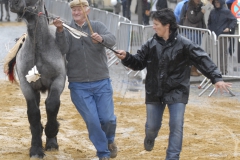 Boekje 2012 boerepaard p1