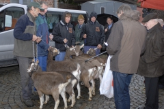 Geiten 2012 1