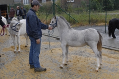 Ponys 2012 1
