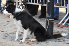Jaarmarkt 2012 074