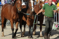 jaarmarkt 2013  ZP 2