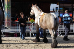 jaarmarkt 2013 BP3