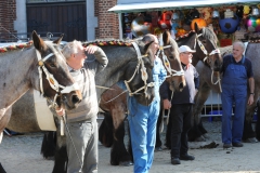 PB Boerenpaarden B 3b