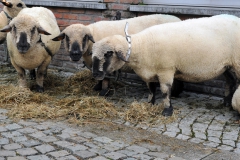 Jaarmarkt 2014  F1