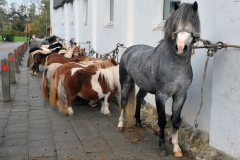 Jaarmarkt 2014 F18