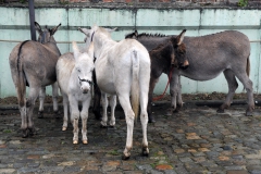 Jaarmarkt 2014 F26