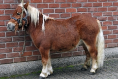 Jaarmarkt 2014 F27