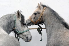 Jaarmarkt 2014 F33